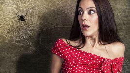 Знаете ли, че... паяците имат нещо като пениси на лицето?