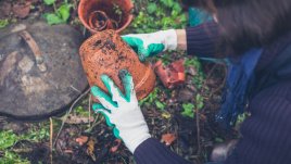 Как да подготвите градината за зимата?