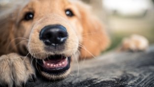 5 породи кучета, подходящи за семейства с деца