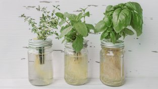 10 подправки, които да отглеждате във вода