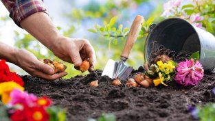 5 растения, които да засадите през октомври, за да имате прекрасна градина напролет