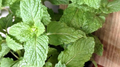 Природни методи на лечение на различни заболявания