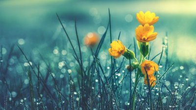 По днешния ден се гадае каква ще е годината