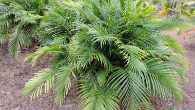 Хамедорея – домашна кичеста палма