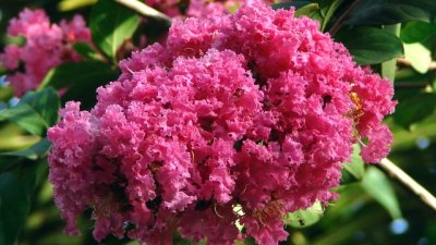 Лагерстремия или индийски люляк