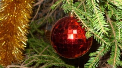 Колко вида Коледа познавате?