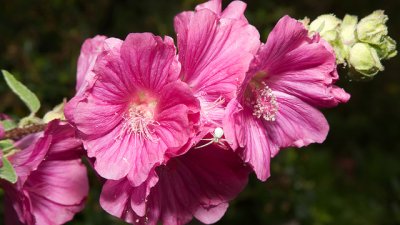 Лаватера – нежност и красота в едно