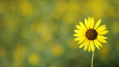 Честит имен ден на Лъчезар и Лъчезара!