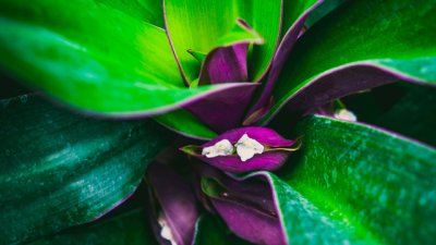 Роео – мексикански огън у дома 