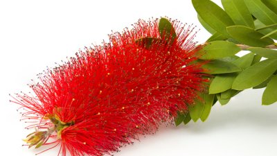 Калистемон – вечнозелен с интересни цветове 