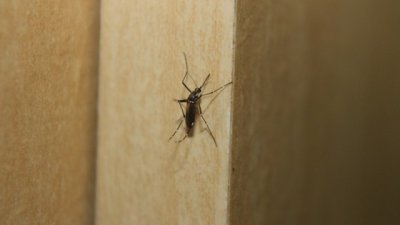 4 етерични масла, които гонят комарите