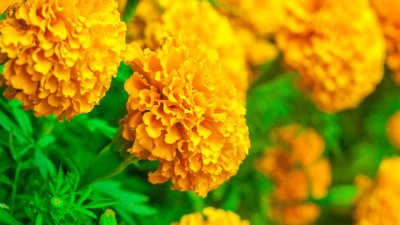 Тагетес или турта – как се отглежда