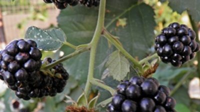 Неочаквани маски за лице с къпини