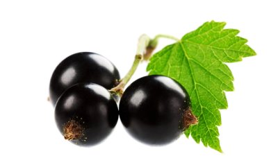 5 здравословни ползи на маслото от черен касис 