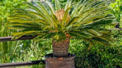 Цикас – отровен, но красив!