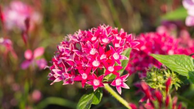 Пентас – мадагаскарският принц 