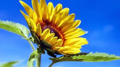 Мисъл на деня за... слънцето