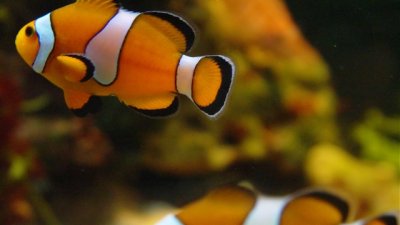 Интригуващи идеи за домашния аквариум