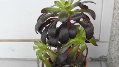 Еониум – черната роза на Канарите