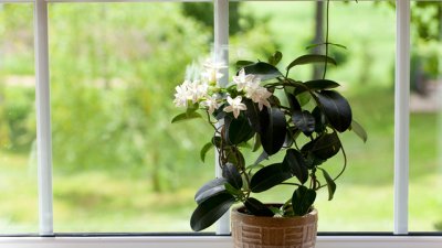 5 растения за положителна енергия в дома