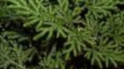 Селагинела - нежна и красива