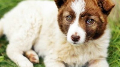 Куче или дете - дилемата на британското семейство