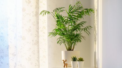 Как се отглежда палма хамедорея