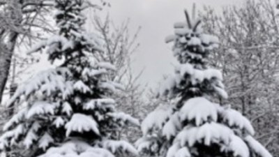 Пръскат коледни елхи с противобракониерски спрей