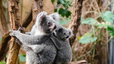 Кои животни имат гей наклонности?