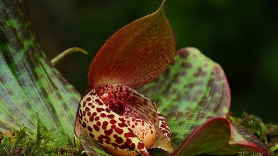 Калцеолария – нежната пантофка