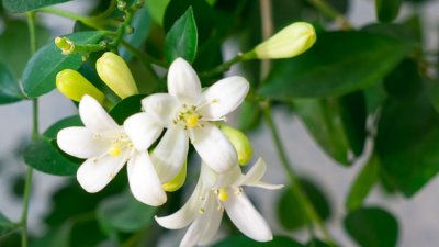 Мурая – нежна бяла красота в дома 