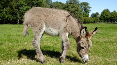 Притча: Не можеш да угодиш на всички 