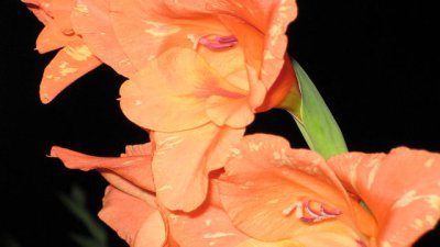 Гладиолата – многоцветна прелест