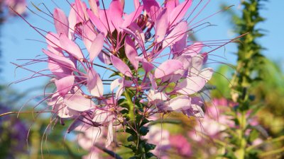 Клеоме – цветето паяк 