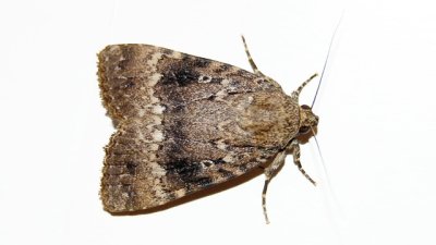 Как да се справим с молците?