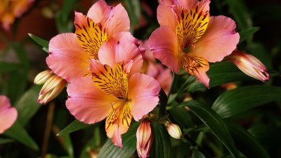 Алстромерия – нежната феерия