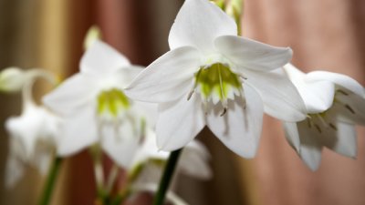 Ехарис – снежнобелият тропически нарцис