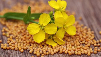 Естествени алтернативи на аспирина