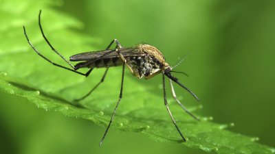 Растения, които помагат срещу комари