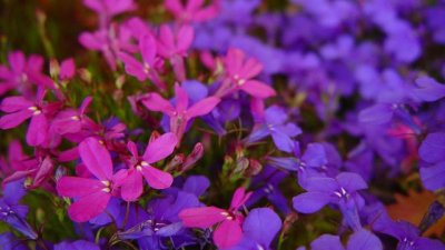 Лобелия – малък букет от нежност