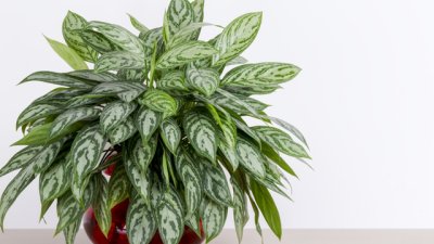 Аглаонема – как да я отглеждаме