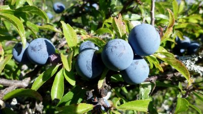 Вълшебните полезни свойства на трънката 