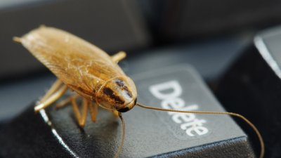 3 съставки, които елиминират хлебарките