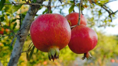 Нарът – вечен символ на красотата