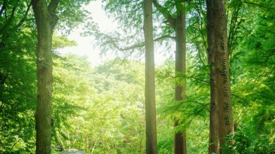 Какво е горско „къпане“ и как ни помага?