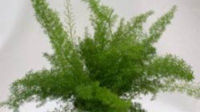 Мъката на художника