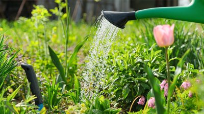 За красиви цветя в дома и градината: 5 съвета за правилно поливане на растенията