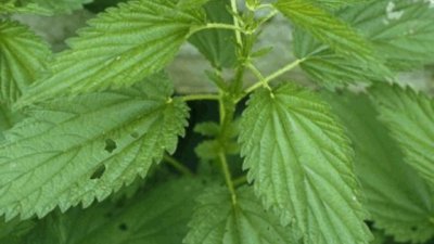 Лапад и коприва от кучешкия парк в София