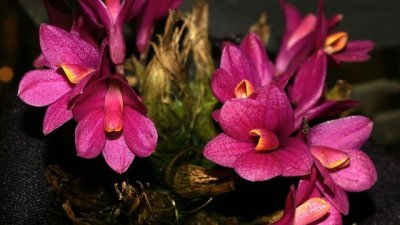 Дендробиум - принцът на орхидеите