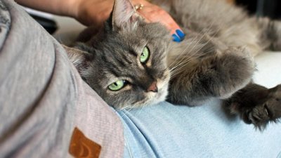 Знаци, че котката ви е луда по вас